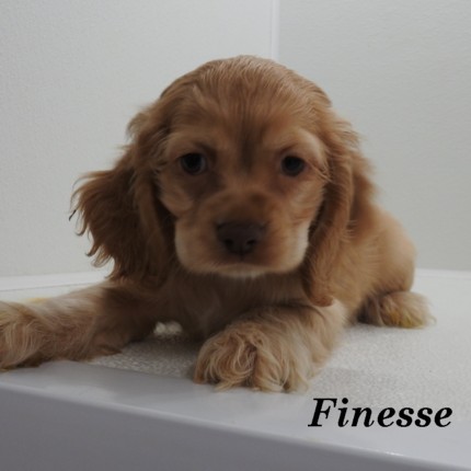 puppy, for, sale, Cocker Spaniel, Joe & Cherri  Overlease, dog, breeder, Miller, MO, dog-breeder, puppy-for-sale, forsale, nearby, find, puppyfind, locator, puppylocator, aca